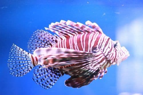 Ảnh 2 của Museum of Oceanography