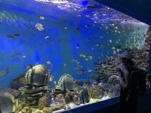 Ảnh 4 của Museum of Oceanography