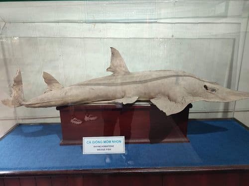 Ảnh 5 của Museum of Oceanography