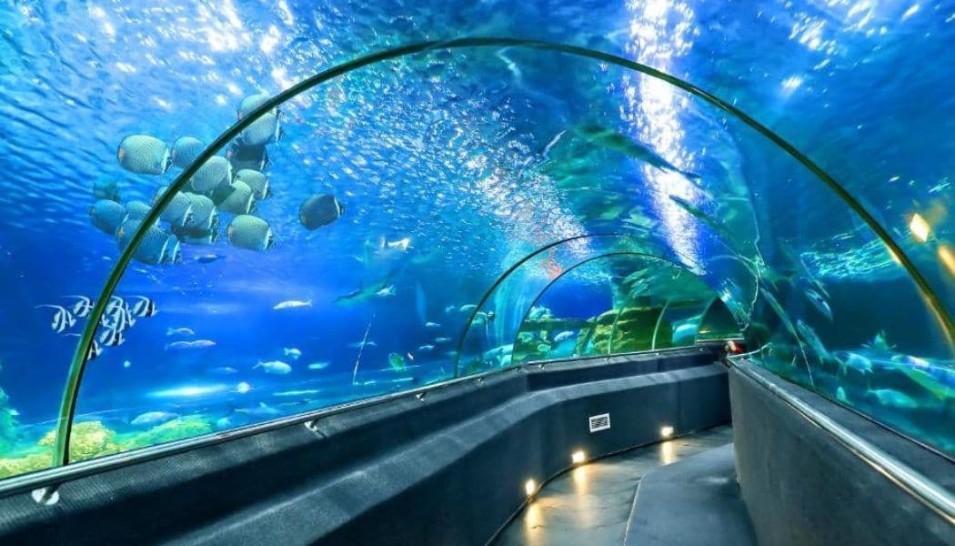 Ảnh nổi bật của Museum of Oceanography